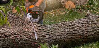 Best Tree and Shrub Care  in Burlington, WA