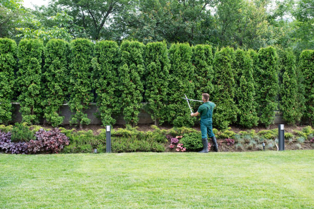 Best Lawn Drainage Solutions  in Burlington, WA