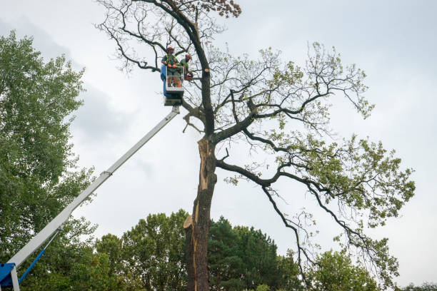 Best Seasonal Cleanup (Spring/Fall)  in Burlington, WA